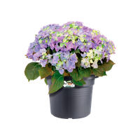 green basics cilinder 35cm living noir